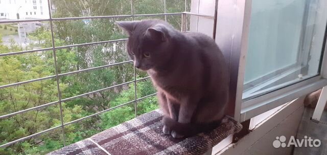 Защитная решётка на окно для животных (кошек)