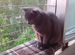 Защитная решётка на окно для животных (кошек)