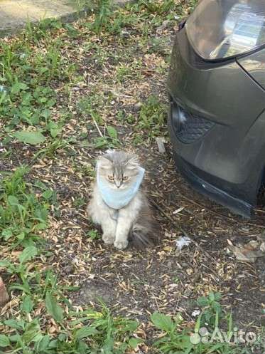 Кошка в повязке