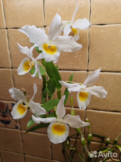 Dendrobium findlayanum