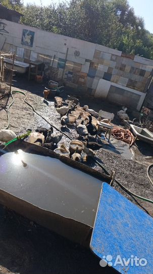 Утята голубой фаворит