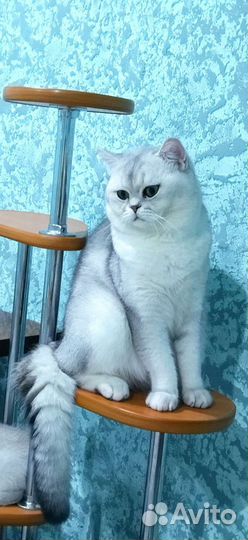 Шотландский кот вязка