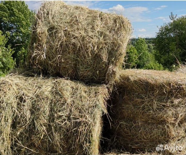 Продам сено в рулонах