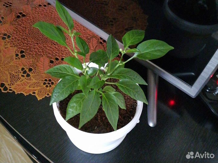 Перец острый