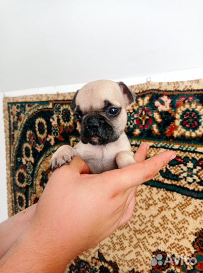 Французский бульдог щенки