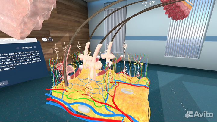 Human Anatomy VR2 PS5