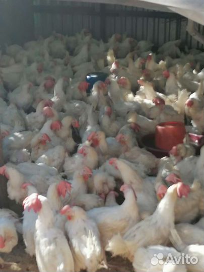 Бройлер, несушка