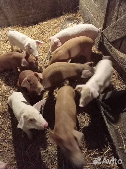 Поросята