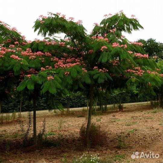 Альбиция ленкоранская