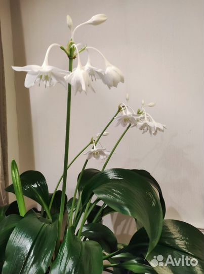 Эухарис амазонская лилия