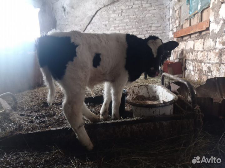 Телята, бычки и телки