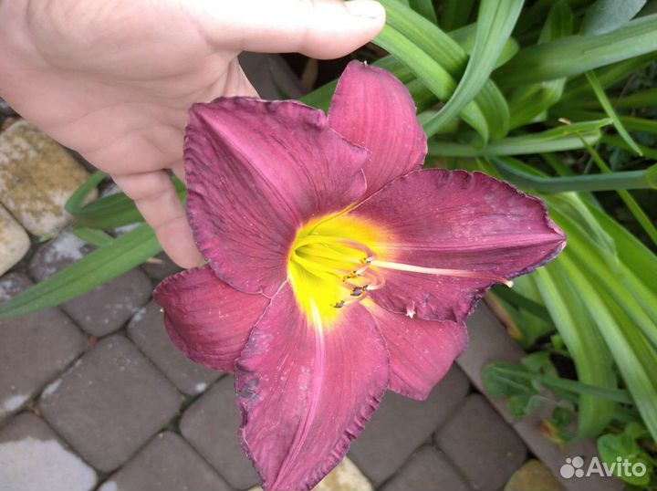 Лилейники сортовые Джовиал, Кустард Канди