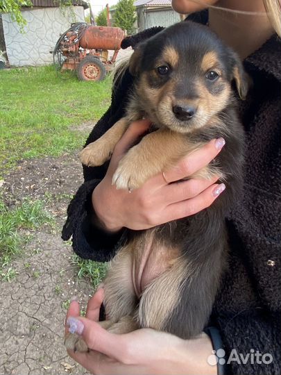 Собака в добрые руки щенок