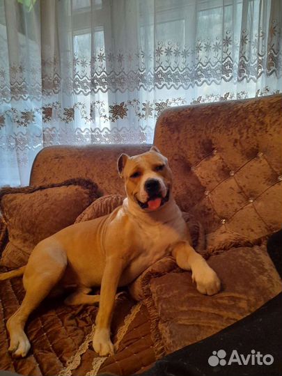 Амстафф вязка