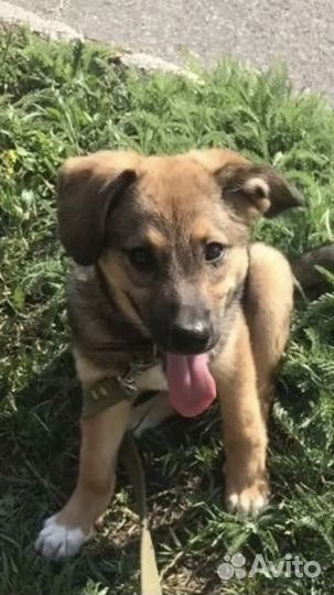 Собака в добрые руки щенок из приюта