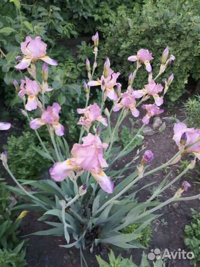 Ирисы