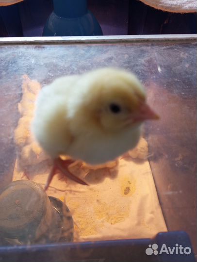 Цыпленок