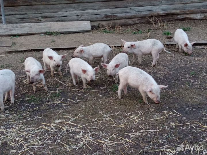 Поросята