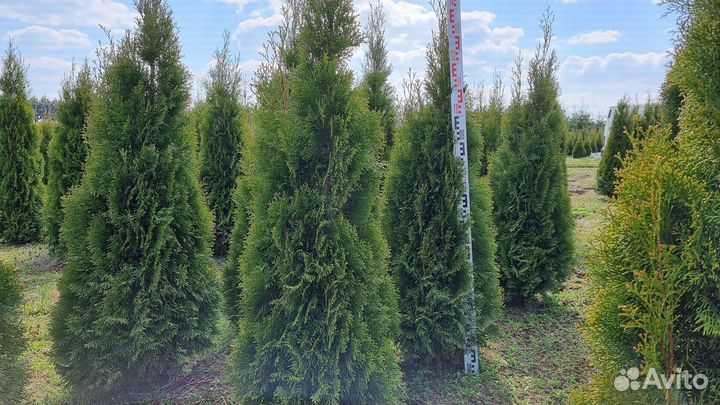 Туя Смарагд 150см для посадки летом