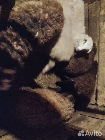 Овцы бараны