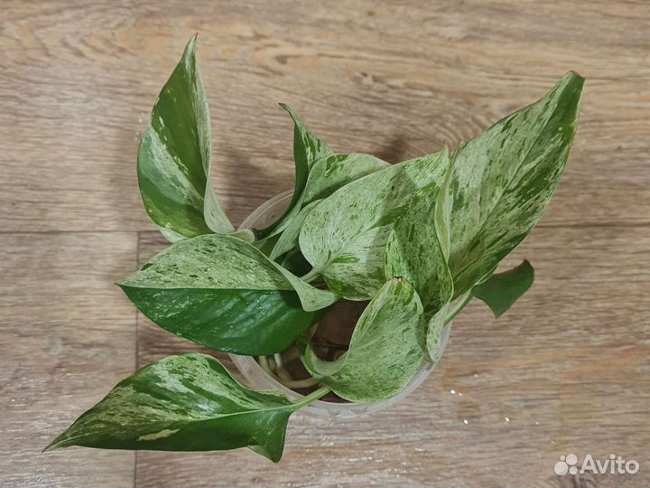 Эпипремнум марбл квин