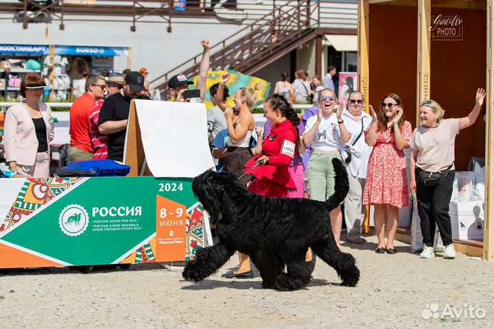 Щенки Русского Черного Терьера