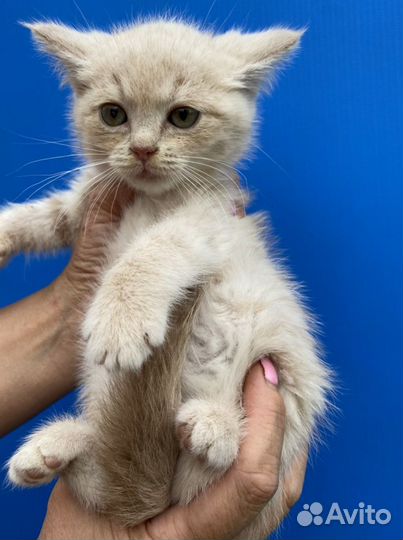 Чудо- котик