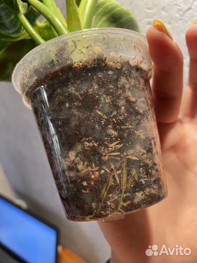 Филодендрон биркин