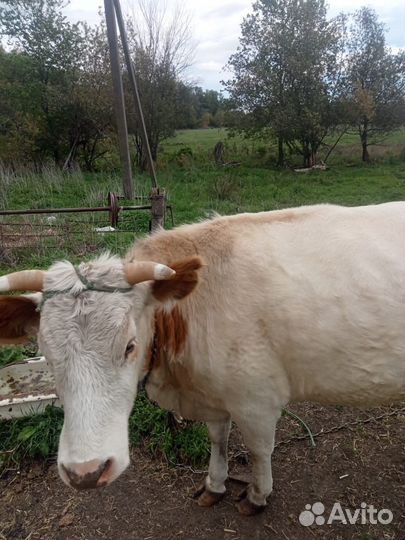 Продам коров