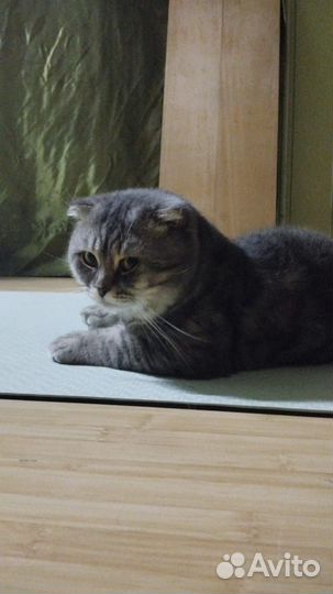 Шотландский вислоухий кот на вязку