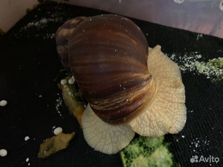 Улитки ахатины