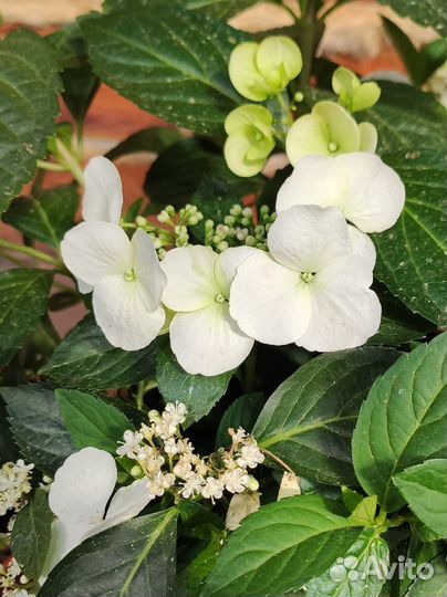 Гибридная гортензия Сбежавшая невеста