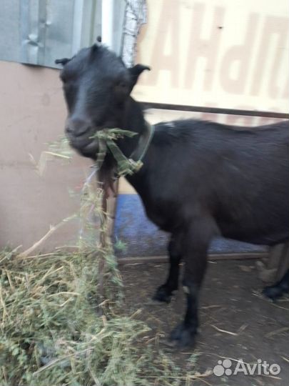 Продам козу