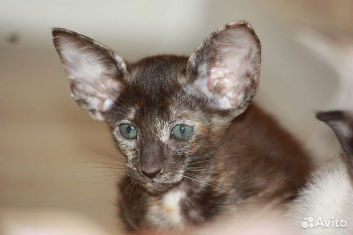 Ориентальные котята
