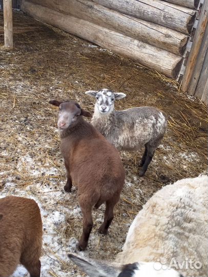 Ягнята дорпер