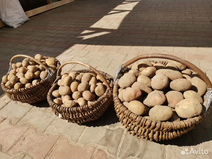 Картофель