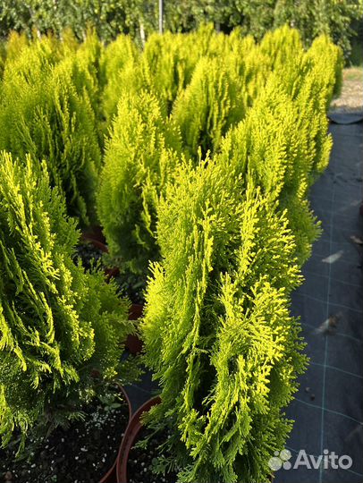 Туя западная Ауреа Нана Голд