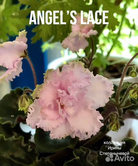 Фиалка лист