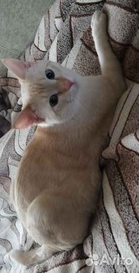 Котята охос азулес