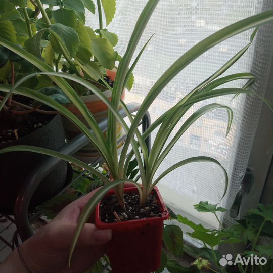 Комнатные цветы