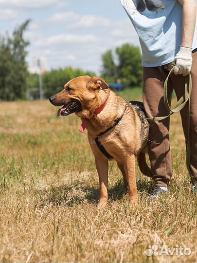 Очень добрая, ласковая собака из приюта