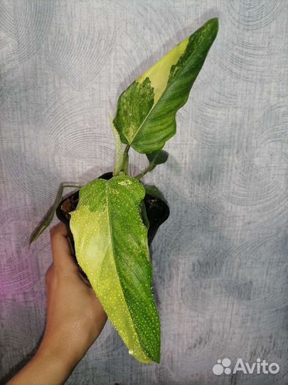 Филодендрон доместикум вариегатный
