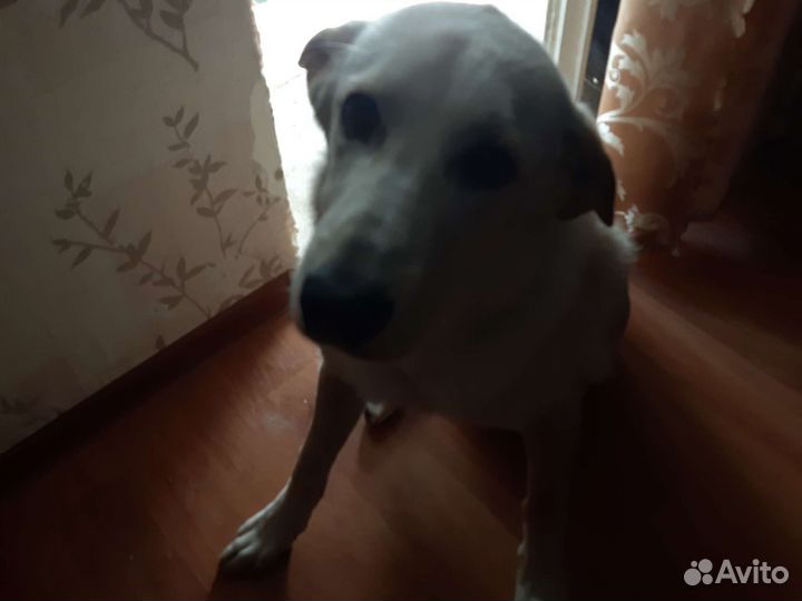 Отдам собаку в хорошие руки