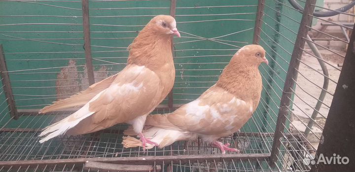Продажа николаевских голубей