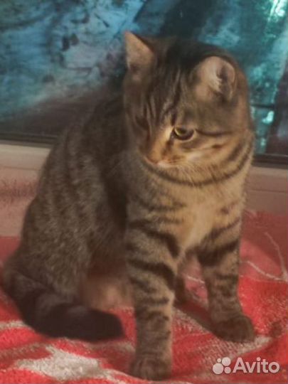 Котенок