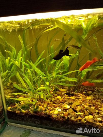 Растение в аквариумное