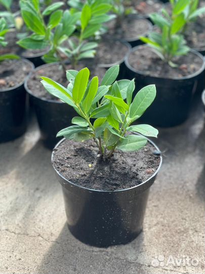 Лавровишня