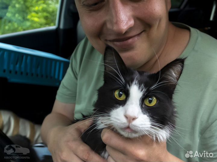 Зоотакси – Перевозка животных (Москва и область)