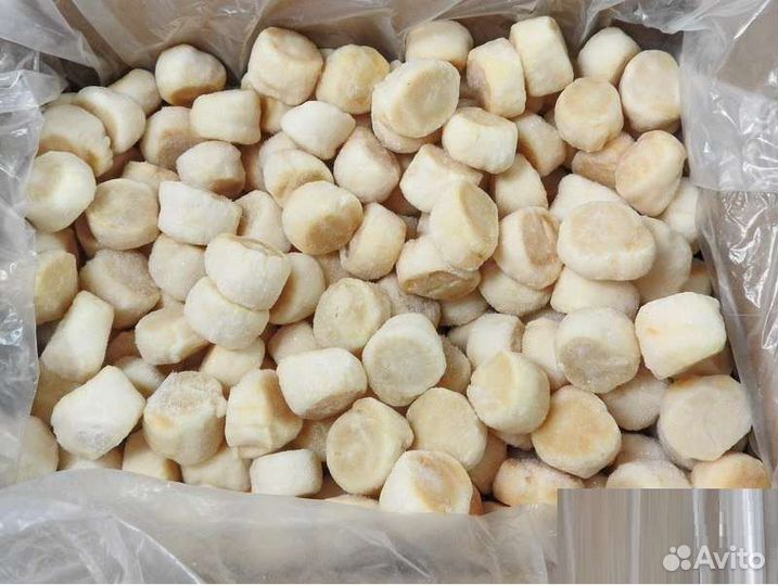 Морской гребешок