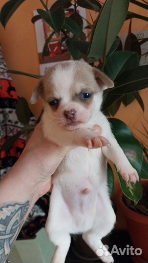 Щенки чихуахуа